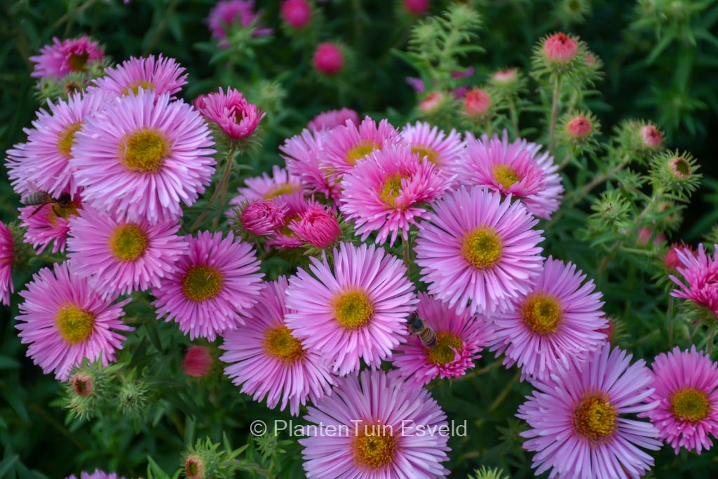 Aster novae-angliae 'Harrington Pink'