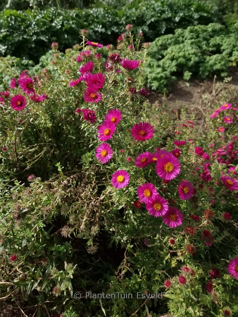 Aster novae-angliae 'James Ritchie'