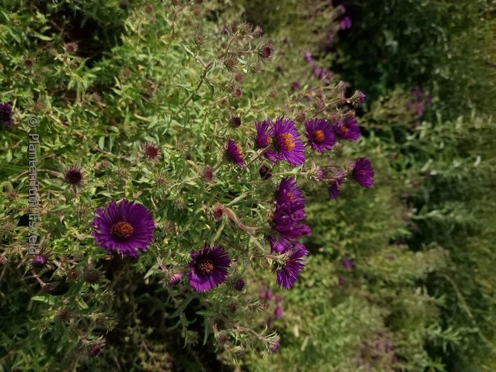 Aster novae-angliae 'Nachtauge'