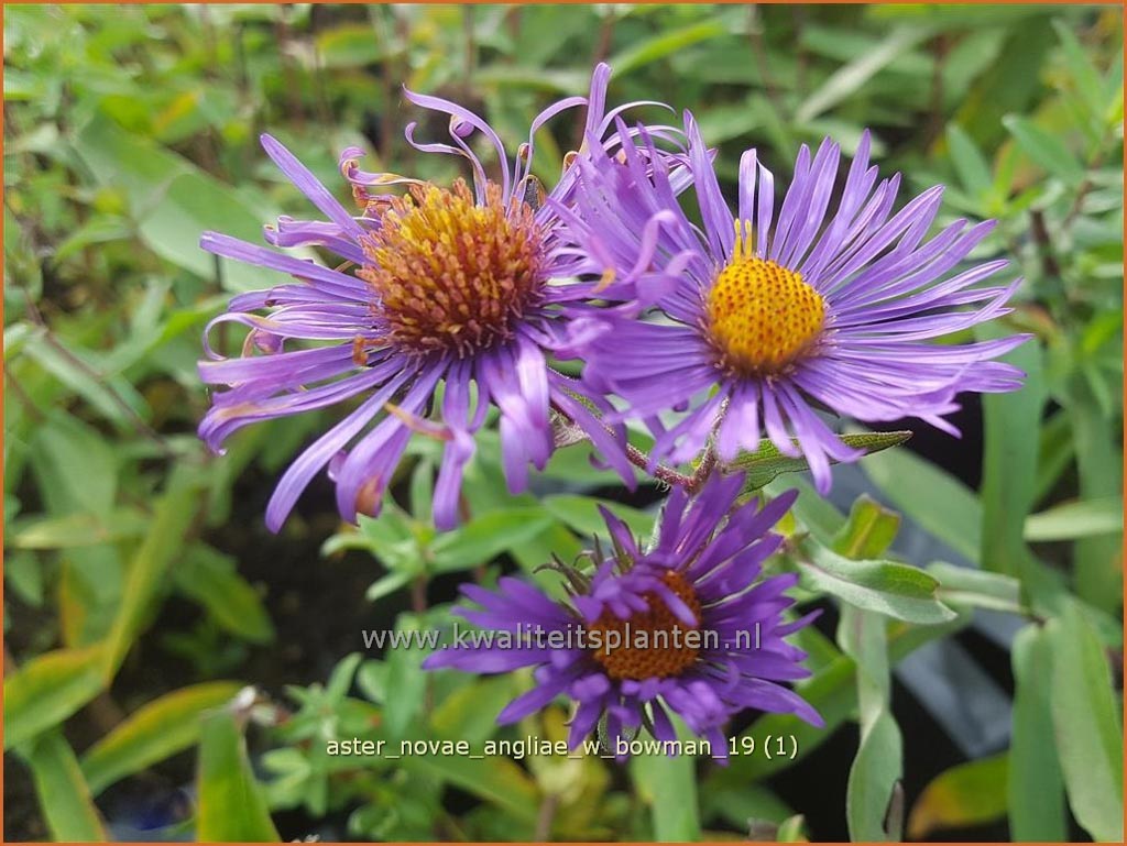 Aster novae-angliae 'W. Bowman'