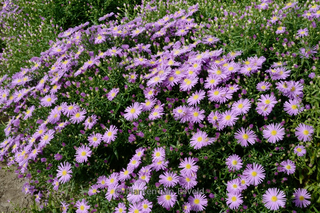 Aster novi-belgii 'Blütenmeer'