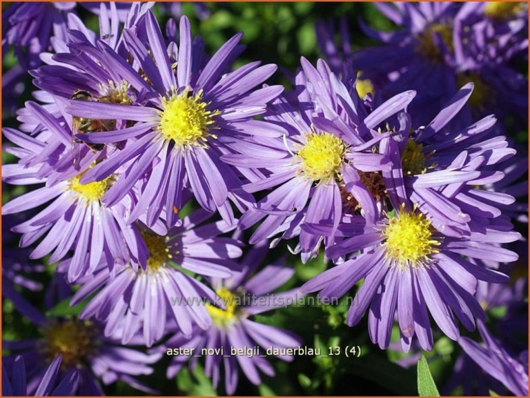 Aster novi-belgii 'Dauerblau'