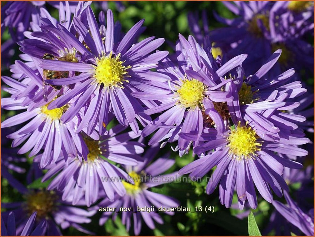 Aster novi-belgii 'Dauerblau'