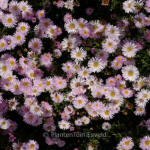 Aster novi-belgii 'Fellowship'