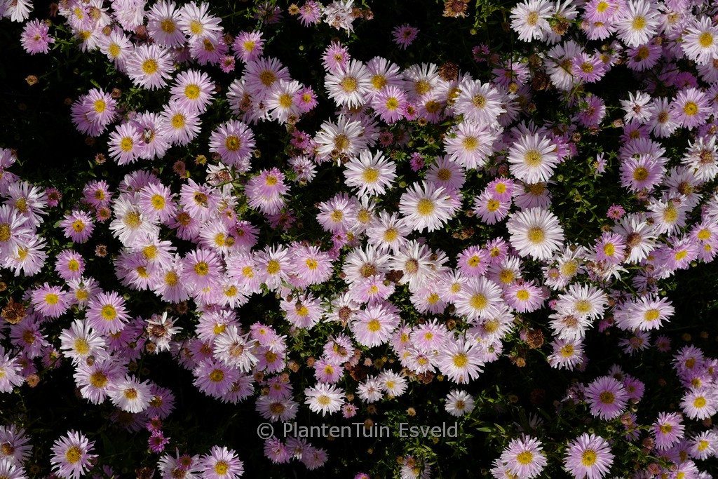 Aster novi-belgii 'Fellowship'