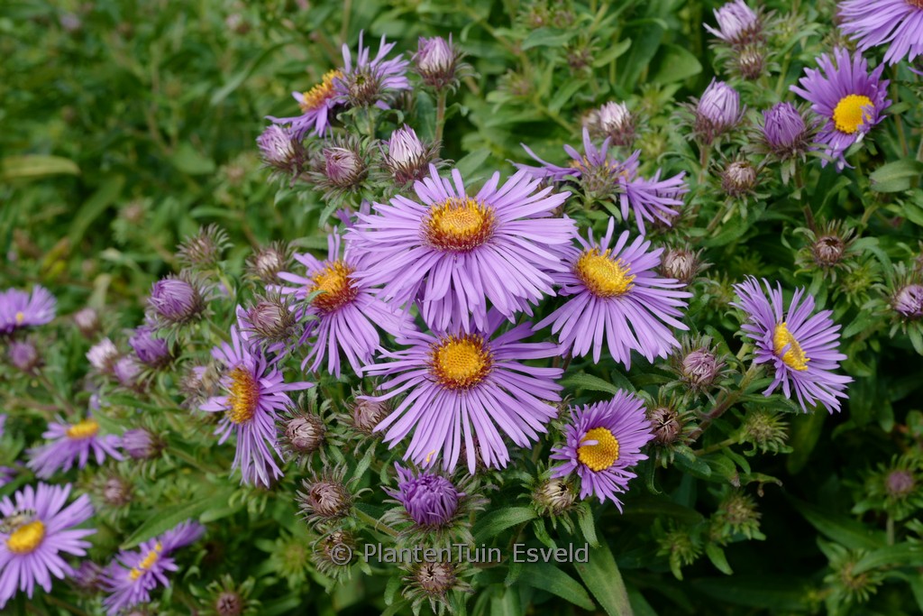 Aster novi-belgii 'Guido en Gezelle'