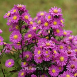 Aster novi-belgii 'Karminkuppel'