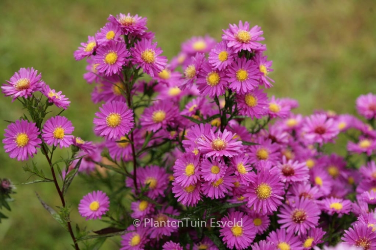 Aster novi-belgii 'Karminkuppel'