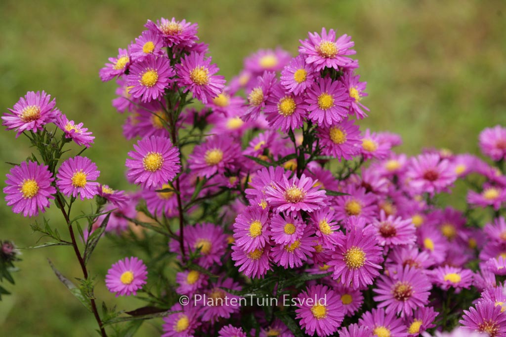 Aster novi-belgii 'Karminkuppel'