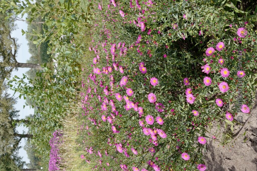Aster novi-belgii 'Lisette'