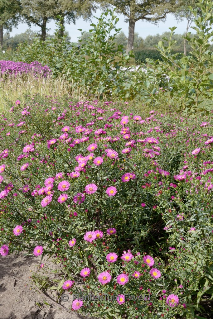 Aster novi-belgii 'Lisette'