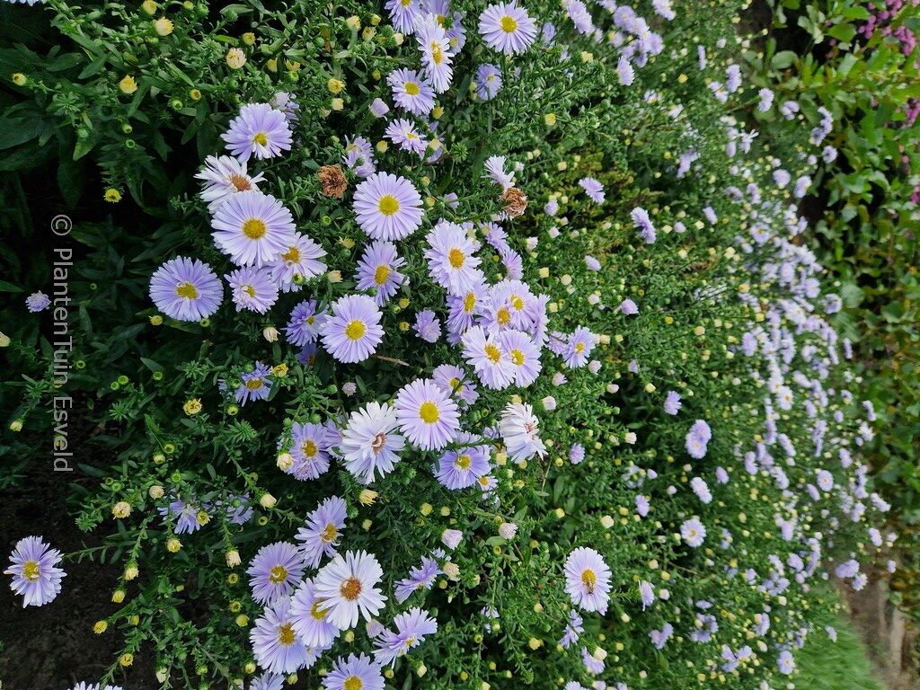 Aster novi-belgii 'Porzellan'