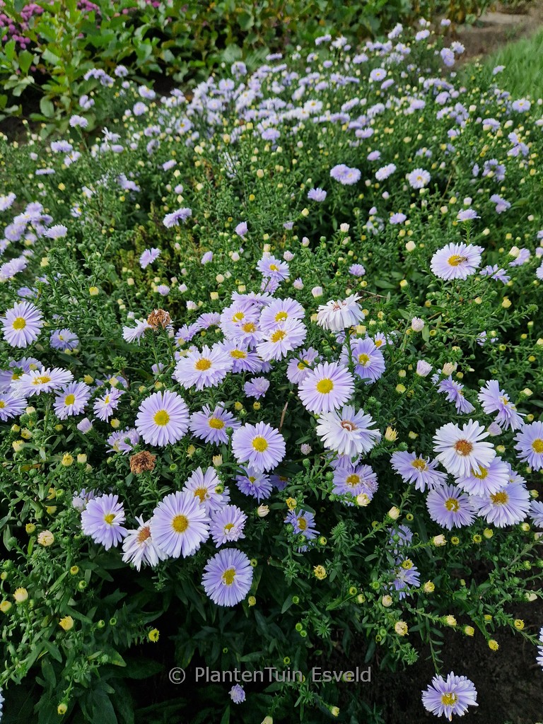 Aster novi-belgii 'Porzellan'