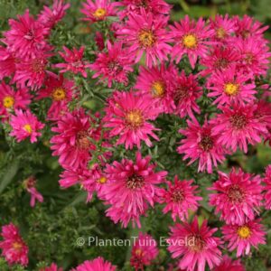Aster novi-belgii 'Royal Ruby'
