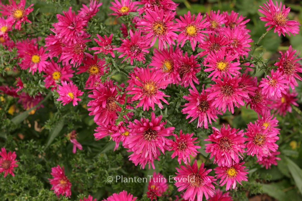 Aster novi-belgii 'Royal Ruby'