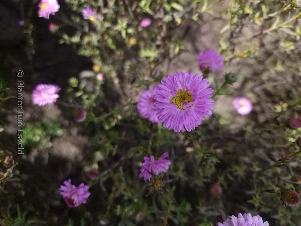 Aster novi-belgii 'Sarah Ballard'