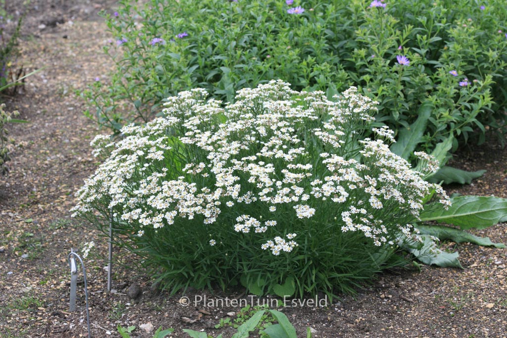 Aster ptarmicoides 'Major'