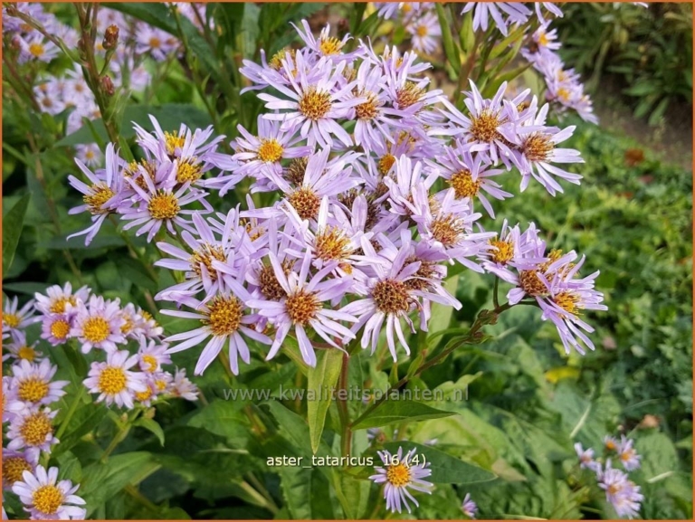 Aster tataricus