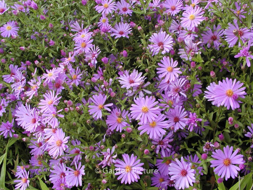 Aster 'Treffpunkt'