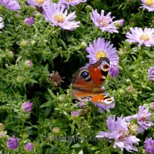 Aster 'Wood's Purple'