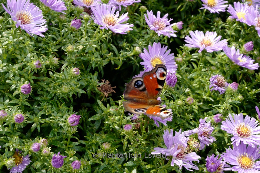 Aster 'Wood's Purple'