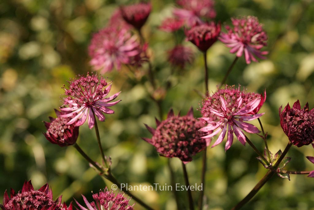Astrantia major 'Ruby Wedding'