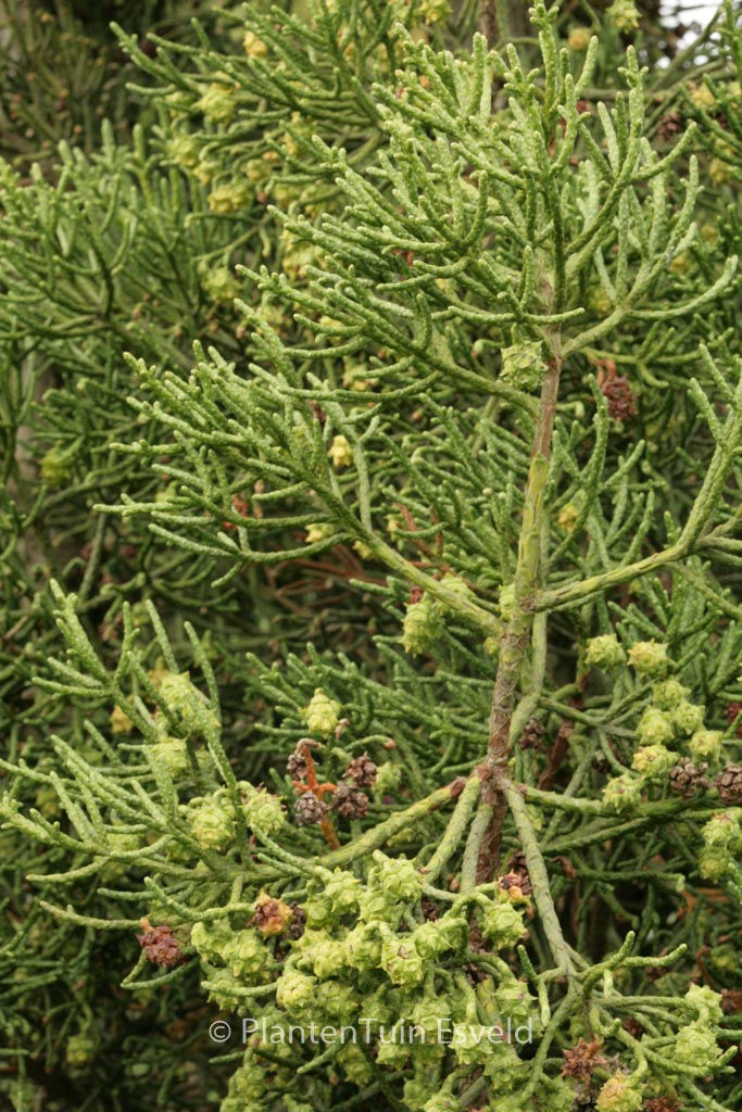 Athrotaxis cupressoides