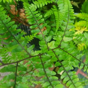 Athyrium otophorum 'Okanum'