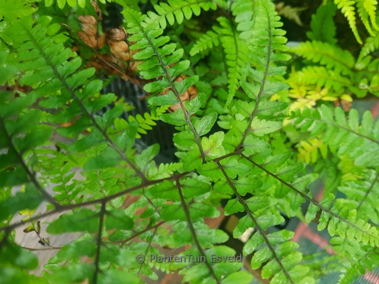 Athyrium otophorum 'Okanum'