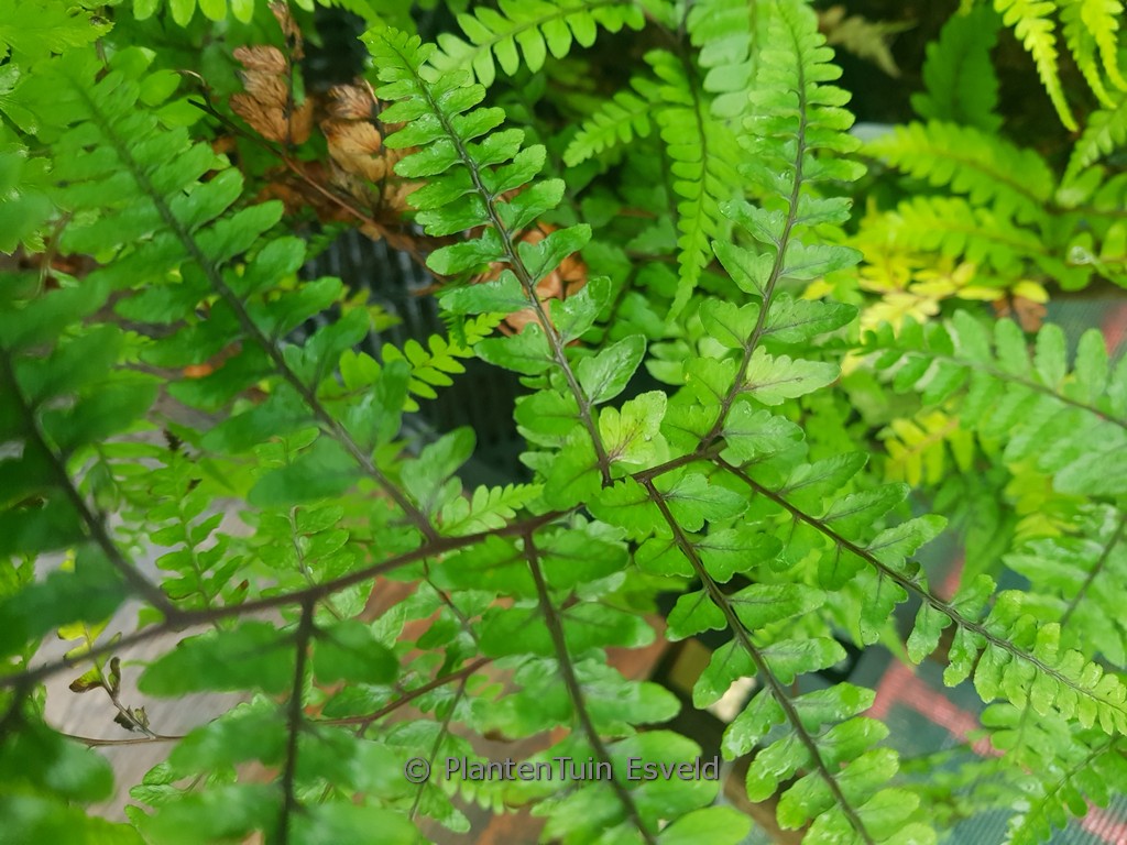 Athyrium otophorum 'Okanum'
