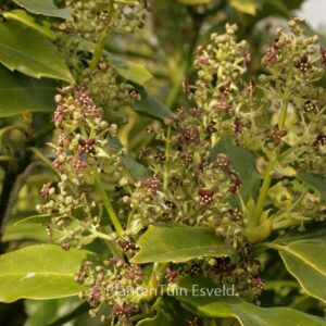 Aucuba japonica 'Longifolia'