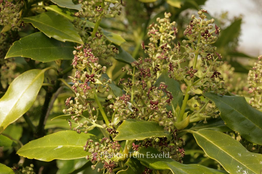 Aucuba japonica 'Longifolia'