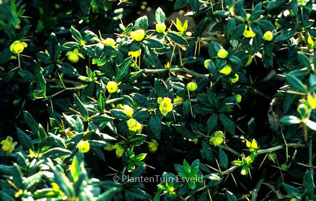 Berberis frikartii 'Amstelveen'