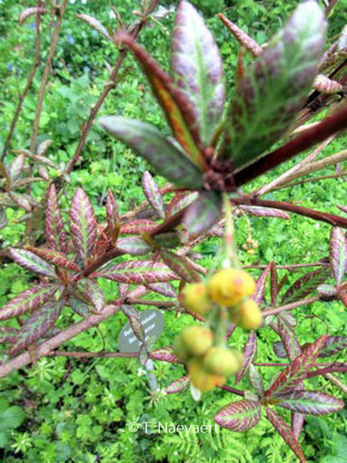 Berberis sieboldii