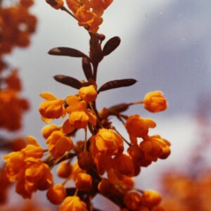 Berberis stenophylla