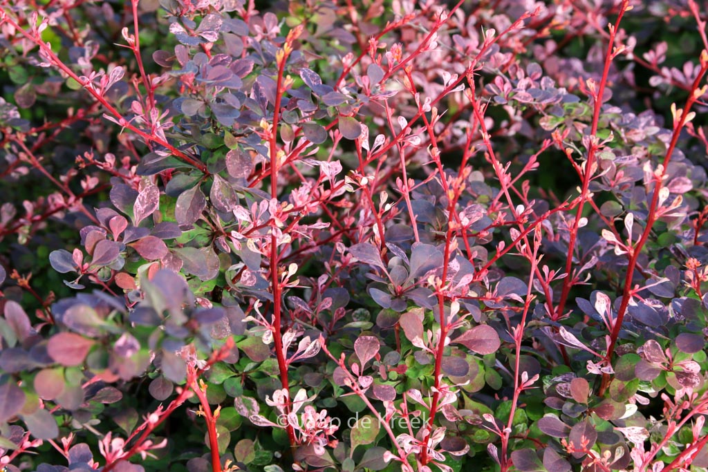 Berberis thunbergii 'Flamingo'