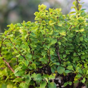 Berberis thunbergii 'Goldalita'