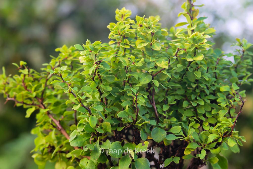 Berberis thunbergii 'Goldalita'