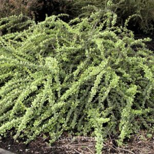 Berberis thunbergii 'Green Carpet'