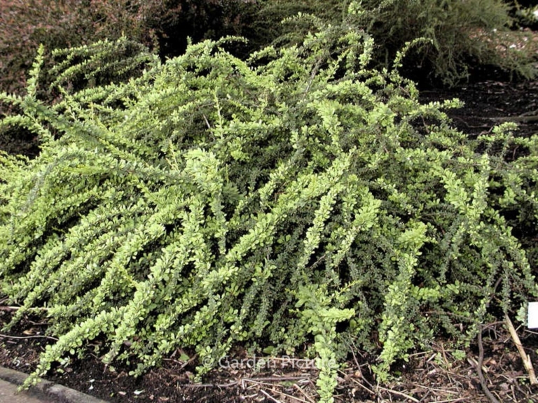 Berberis thunbergii 'Green Carpet'