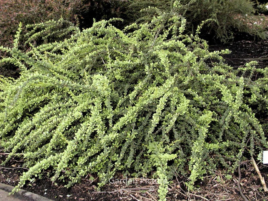 Berberis thunbergii 'Green Carpet'