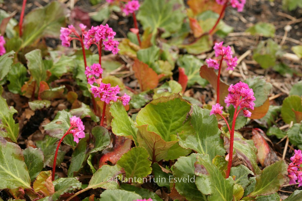 Bergenia 'Abendglut'