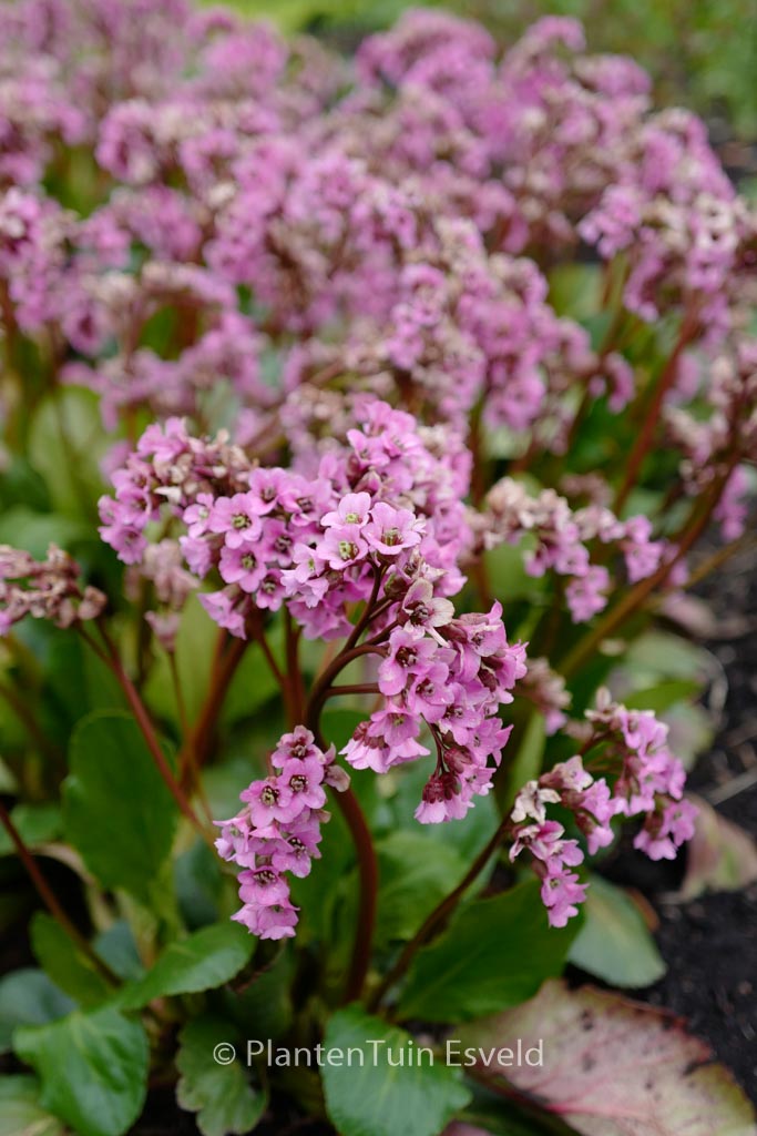Bergenia 'Rosi Klose'