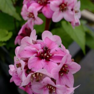Bergenia 'Sakura' DRAGONFLY