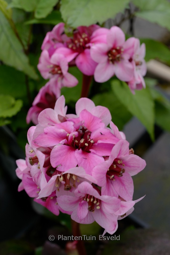 Bergenia 'Sakura' DRAGONFLY