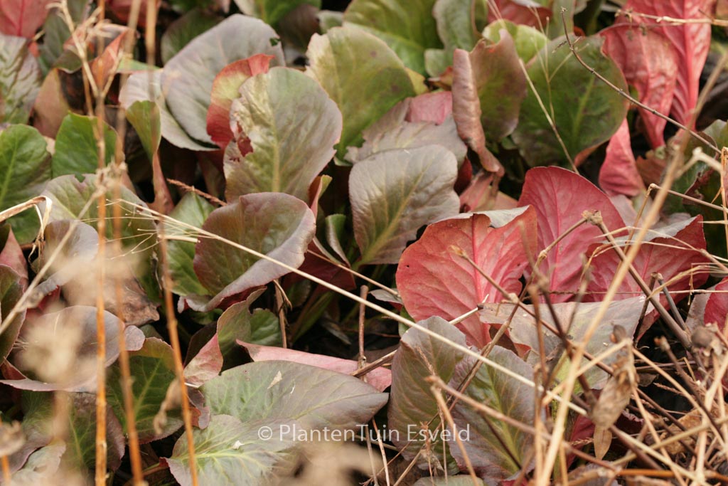 Bergenia 'Vintergloed'