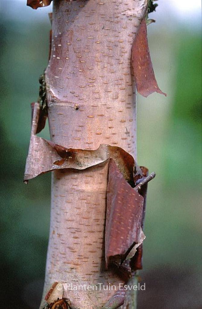 Betula albosinensis 'Kenneth Ashburner'