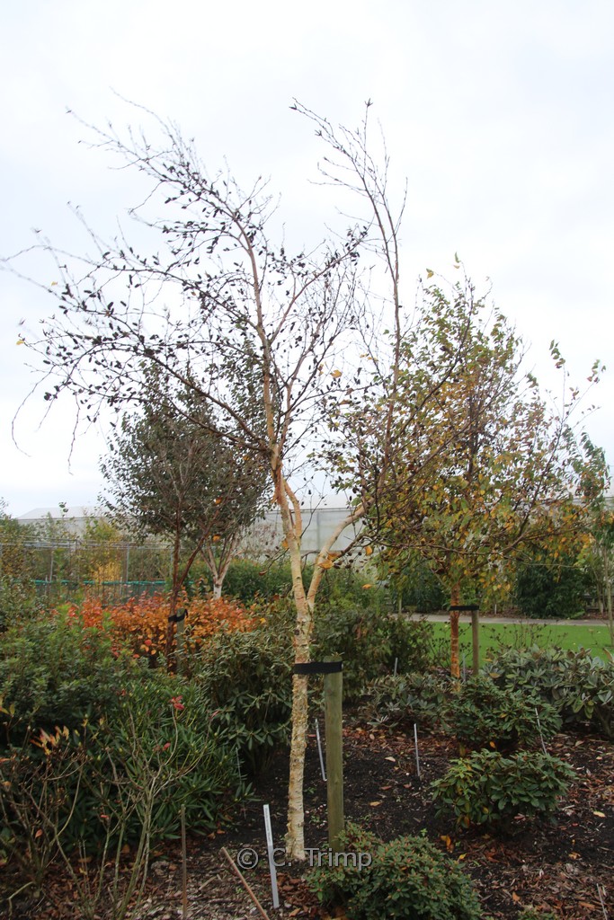 Betula ermanii 'Blush'