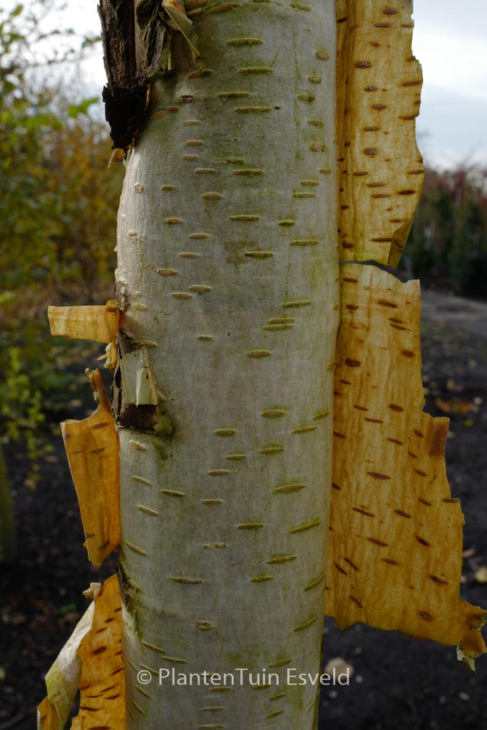 Betula ermanii 'Polar Bear'