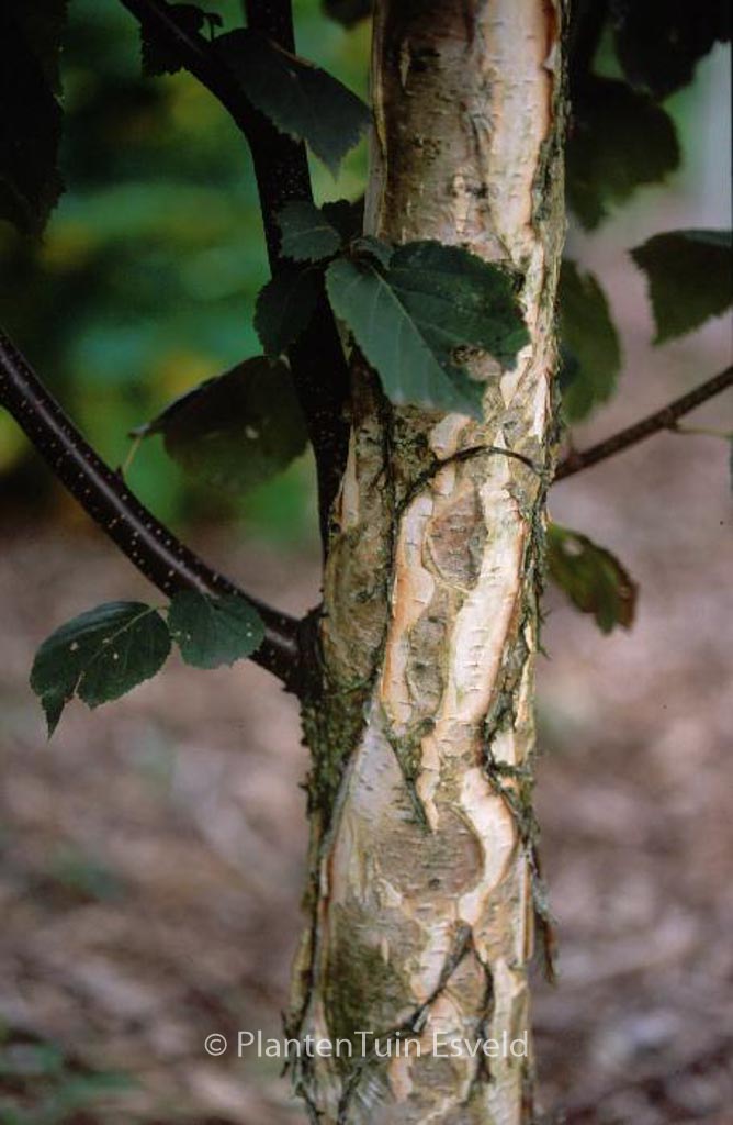 Betula papyrifera 'Saint George'